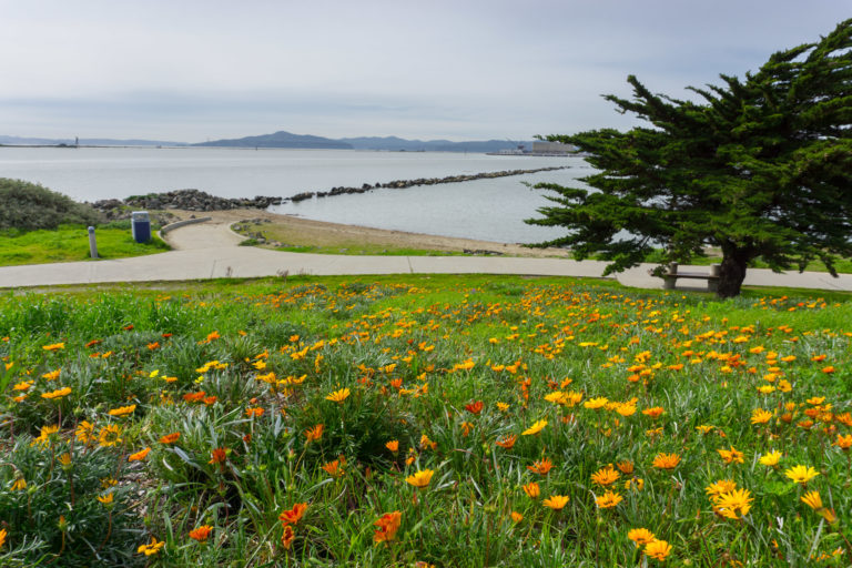 Orange flowers in the foreground with a paved walking path just beyond that and paved beach access path