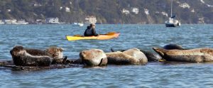A person sits in a kayak in the San Francisco Bay and looks in the distance.