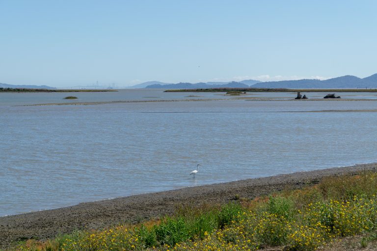 view from shore of marsh and a white bird in the water